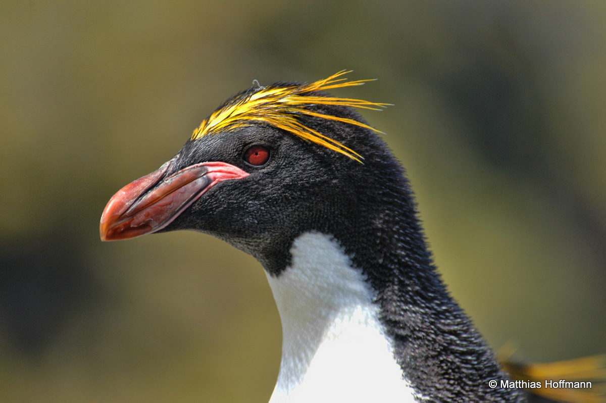 Goldschopfpinguin | Macaroni Penguin | Antarktis | Antarctic