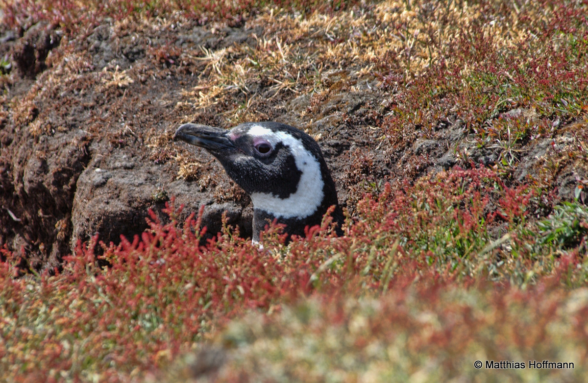 Magellanpinguin | Magellan Penguin | Falkland Island