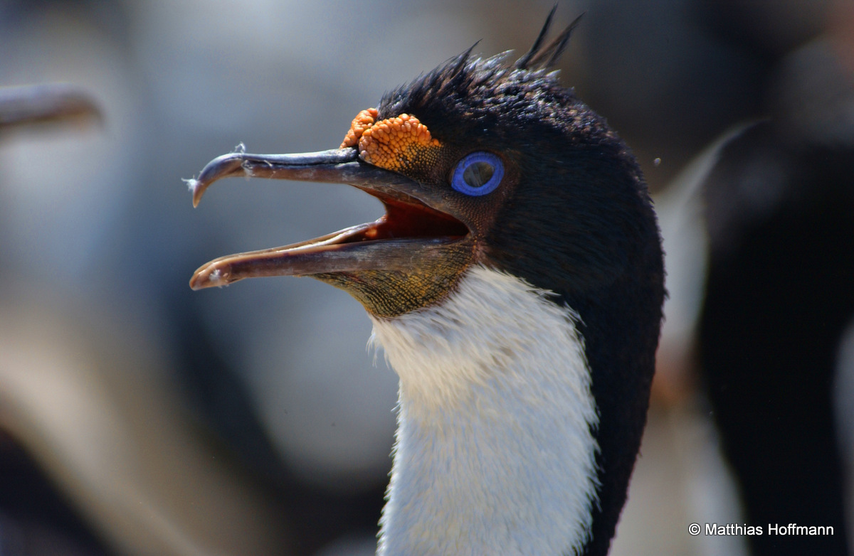 Blauaugenkormoran/Blauaugenscharbe | Antarctic (Blue-eyed) Cormorant/Shag | Falkland Island