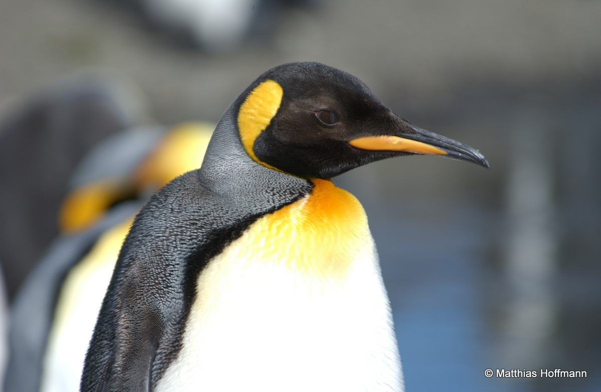 Königspinguin | King Penguin | Antarktis | Antarctic