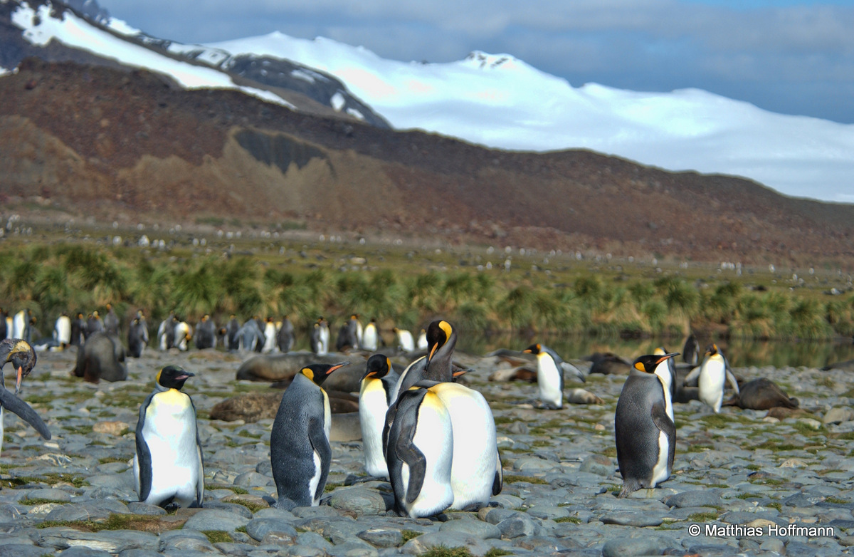 Königspinguin | King Penguin | Antarktis | Antarctic