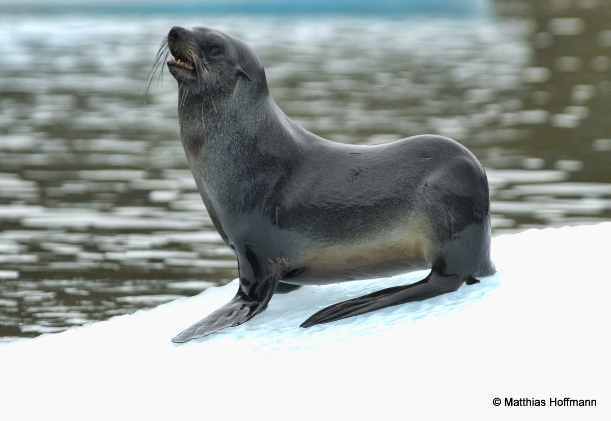 Pelzrobbe | Fur Seal | Antarktis | Antarctic