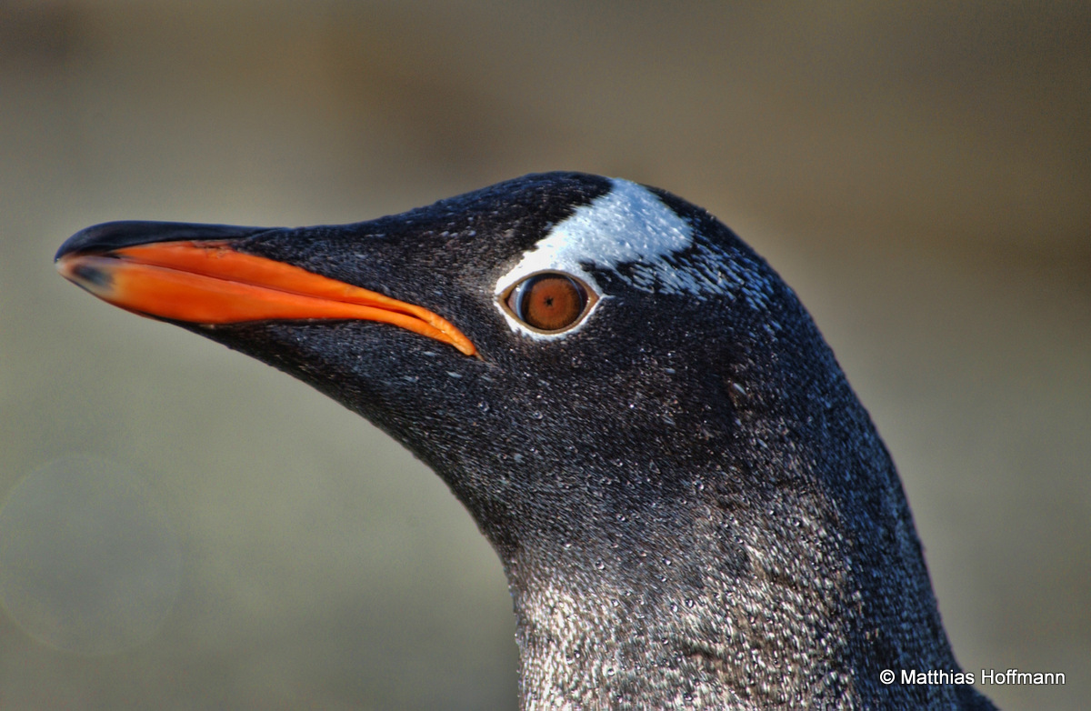 Eselspinguin | Gentoo Penguin