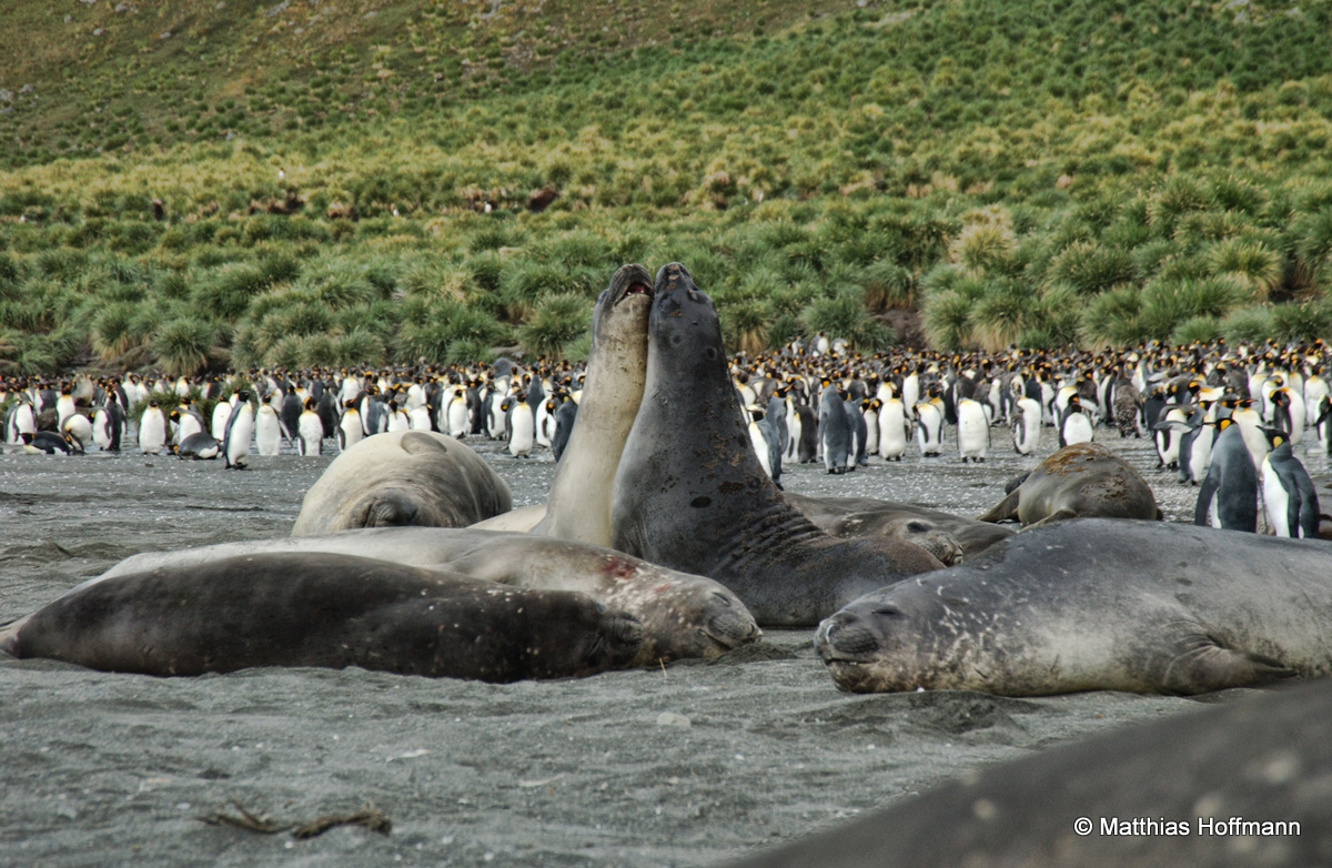 Südlicher See-Elefant | Southern Elephant Seal | Antarktis | Antarctic