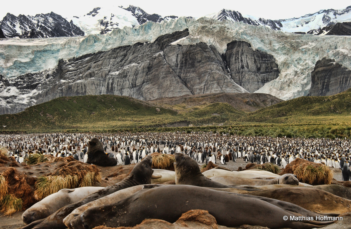 Südlicher See-Elefant | Southern Elephant Seal | Antarktis | Antarctic