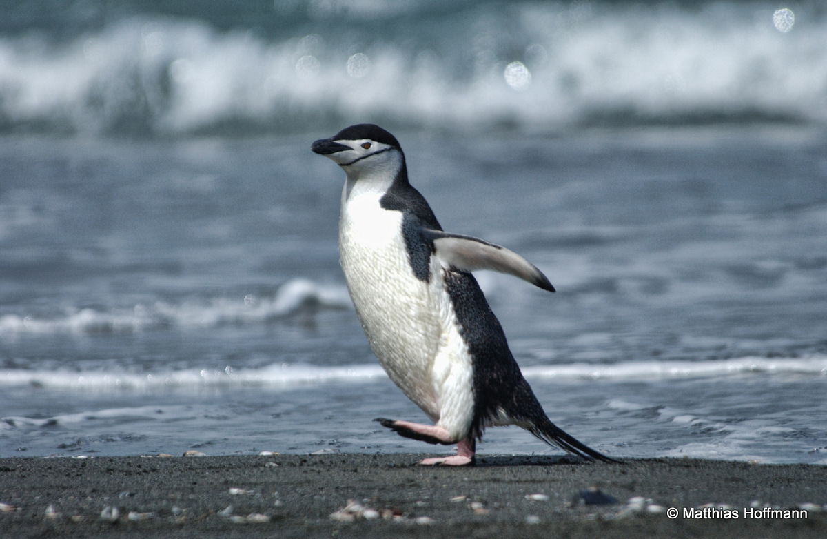 Zügelpinguin | Chinstrap Penguin | Antarktis | Antarctic