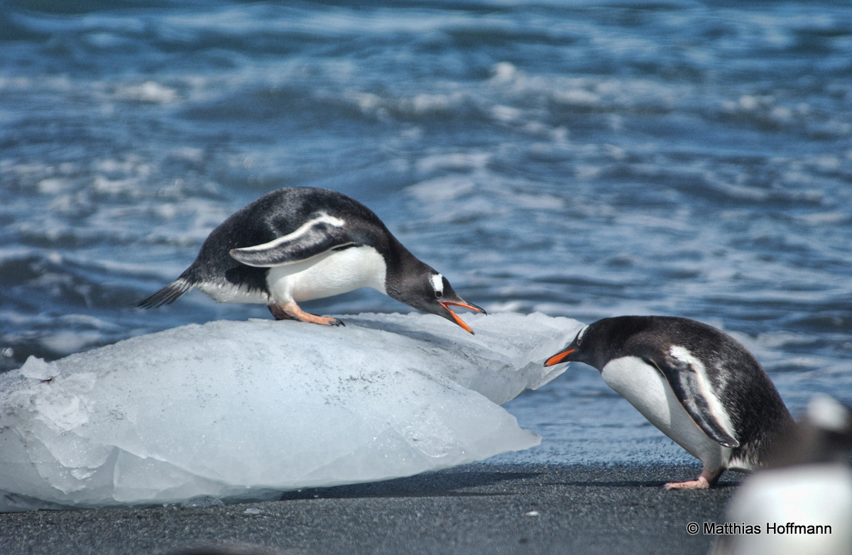 Eselspinguin | Gentoo Penguin | Antarktis | Antarctic