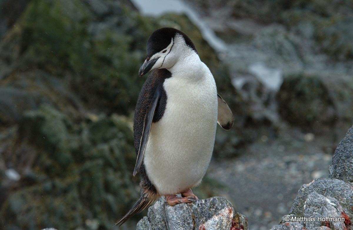 Zügelpinguin | Chinstrap Penguin | Antarktis | Antarctic