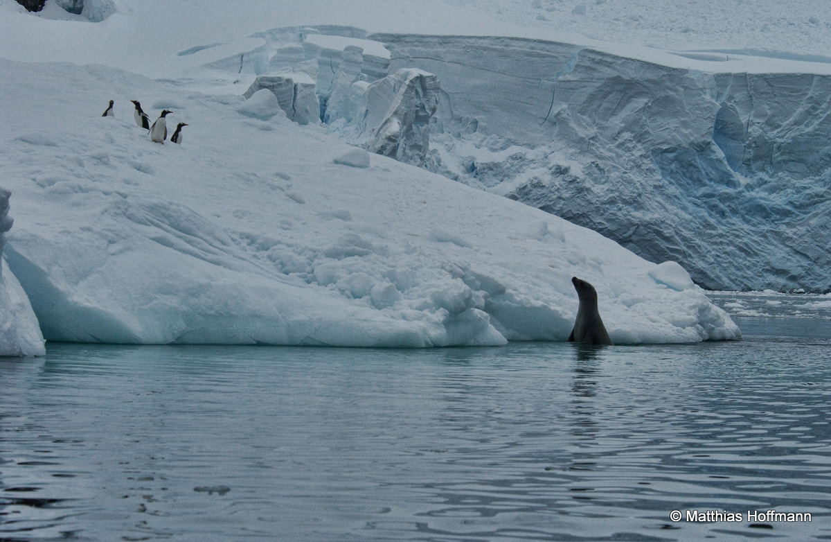 Weddell-Robbe | Weddell Seal | Antarktis | Antarctic