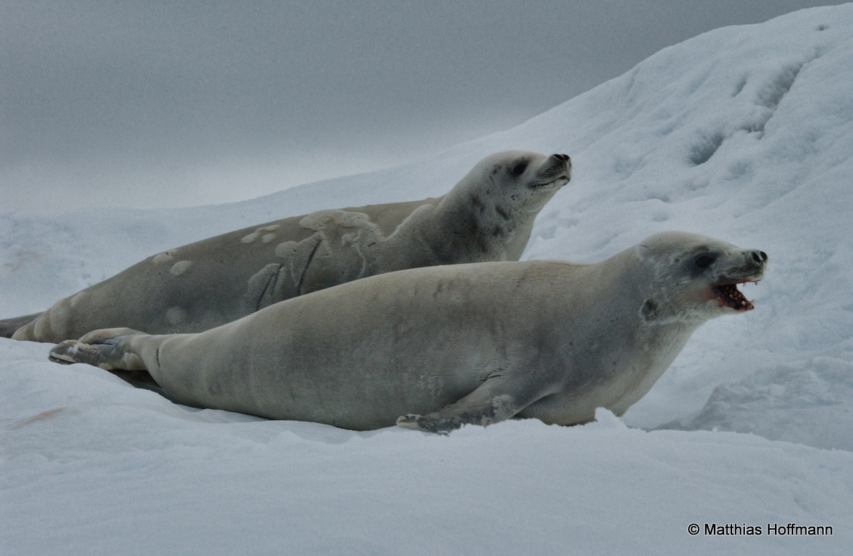 Krabbenfresserrobbe | Crab eater seal | Antarktis | Antarctic