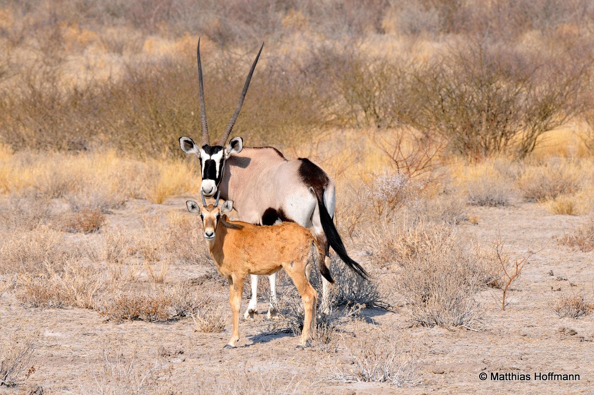 Oryxantilopen | Oryx | Central Kalahari Game Reserve | Botswana