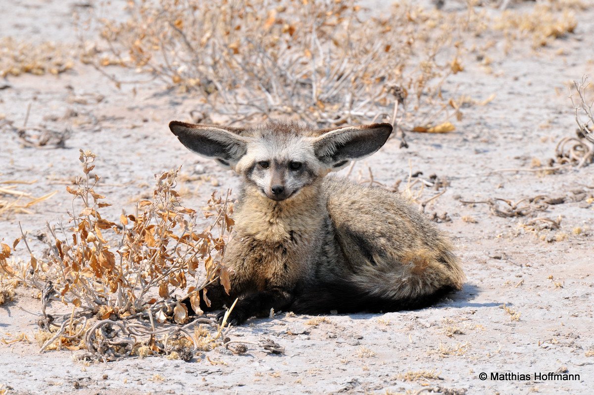 Löffelhund | Bat-eared fox | Central Kalahari Game Reserve | Botswana
