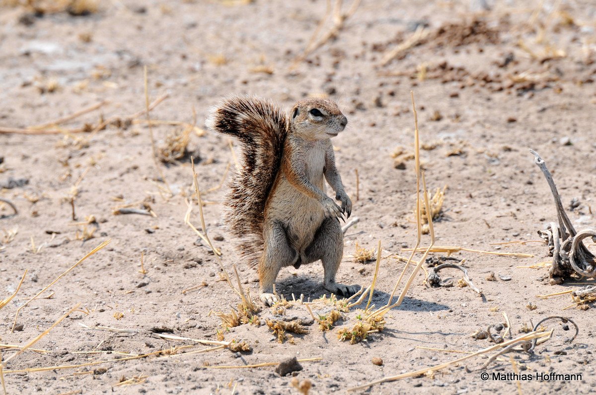 Echte Erdhörnchen | Ground squirrel | Central Kalahari Game Reserve | Botswana