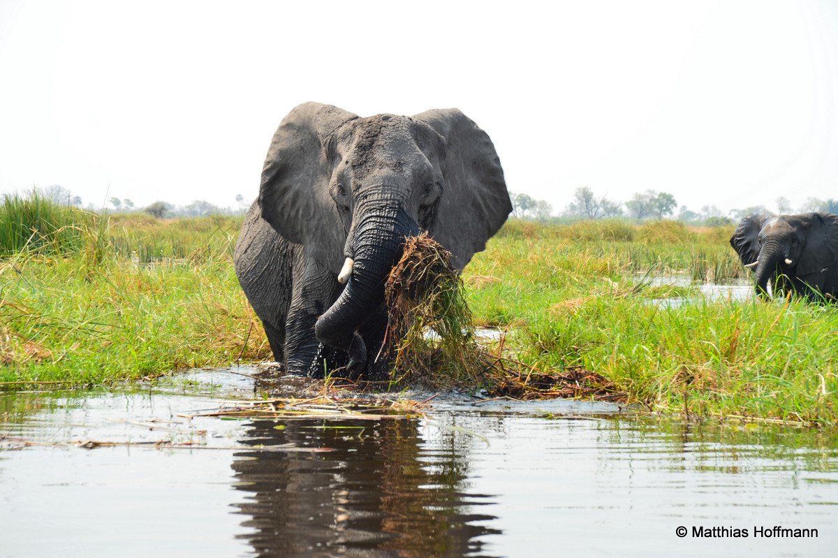 Elefant | Elephant | Linyanti | Botswana