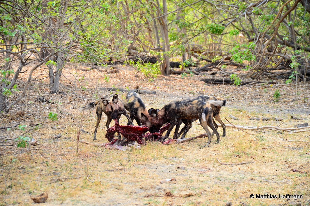 Afrikanischer Wildhund | African wild dog | Linyanti | Botswana