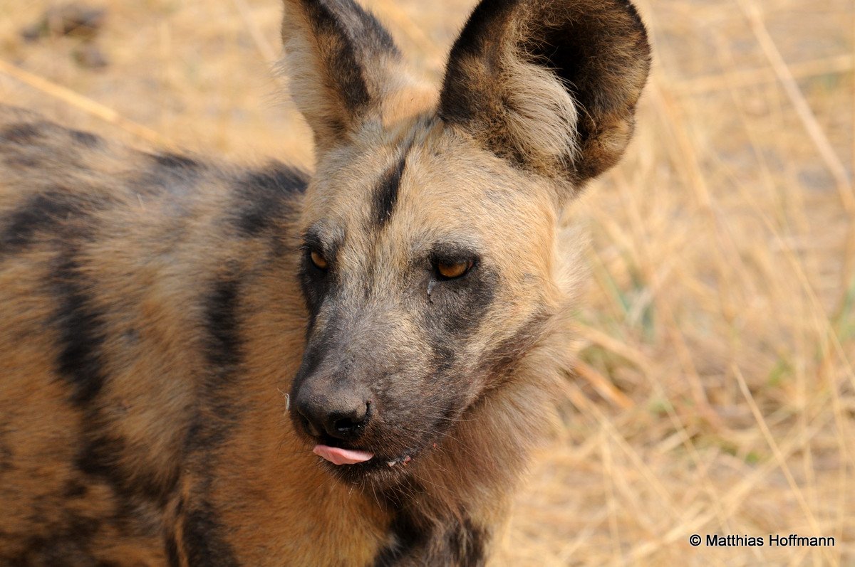 Afrikanischer Wildhund | African wild dog | Linyanti | Botswana