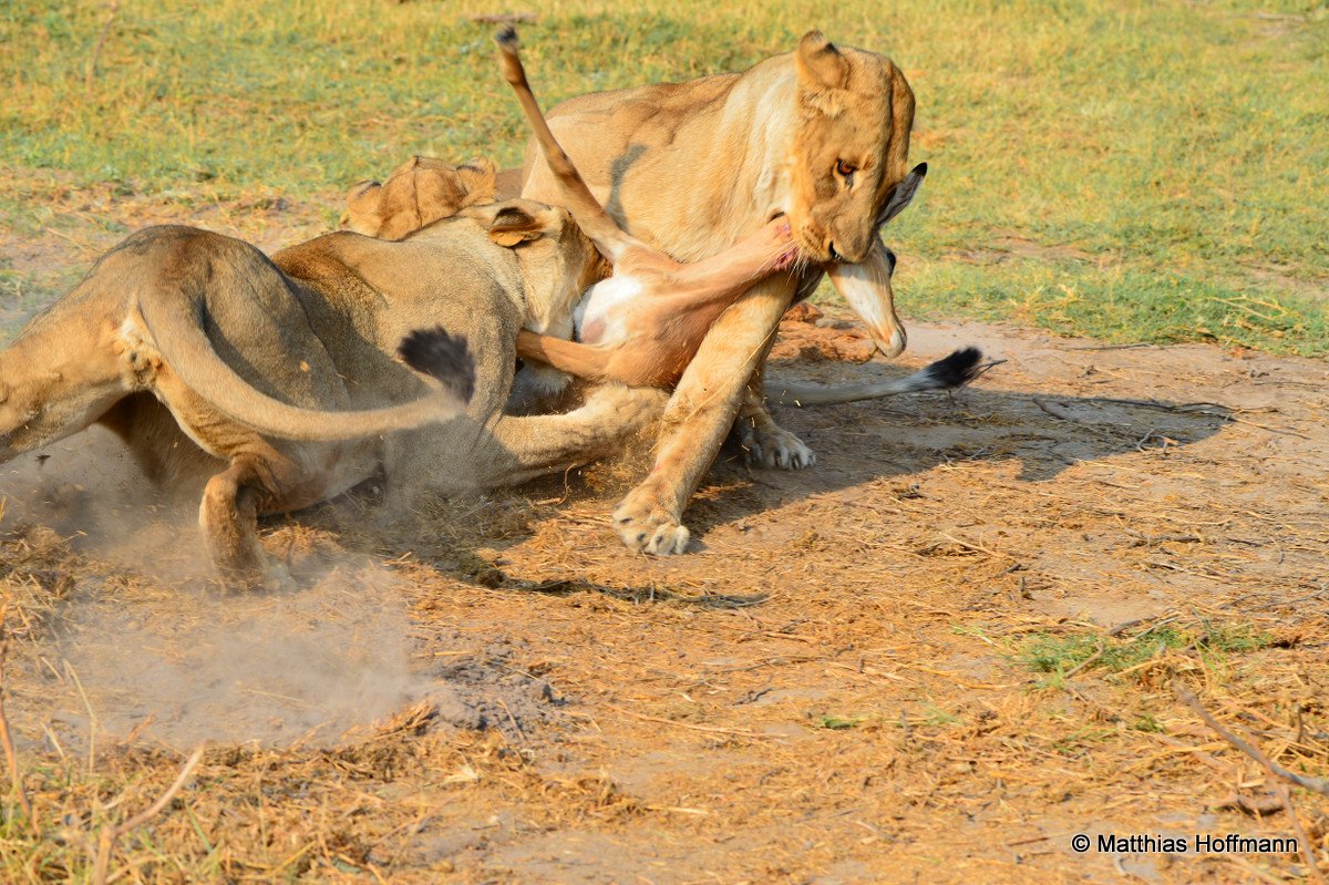 Löwe | Lion | Linyanti | Botswana