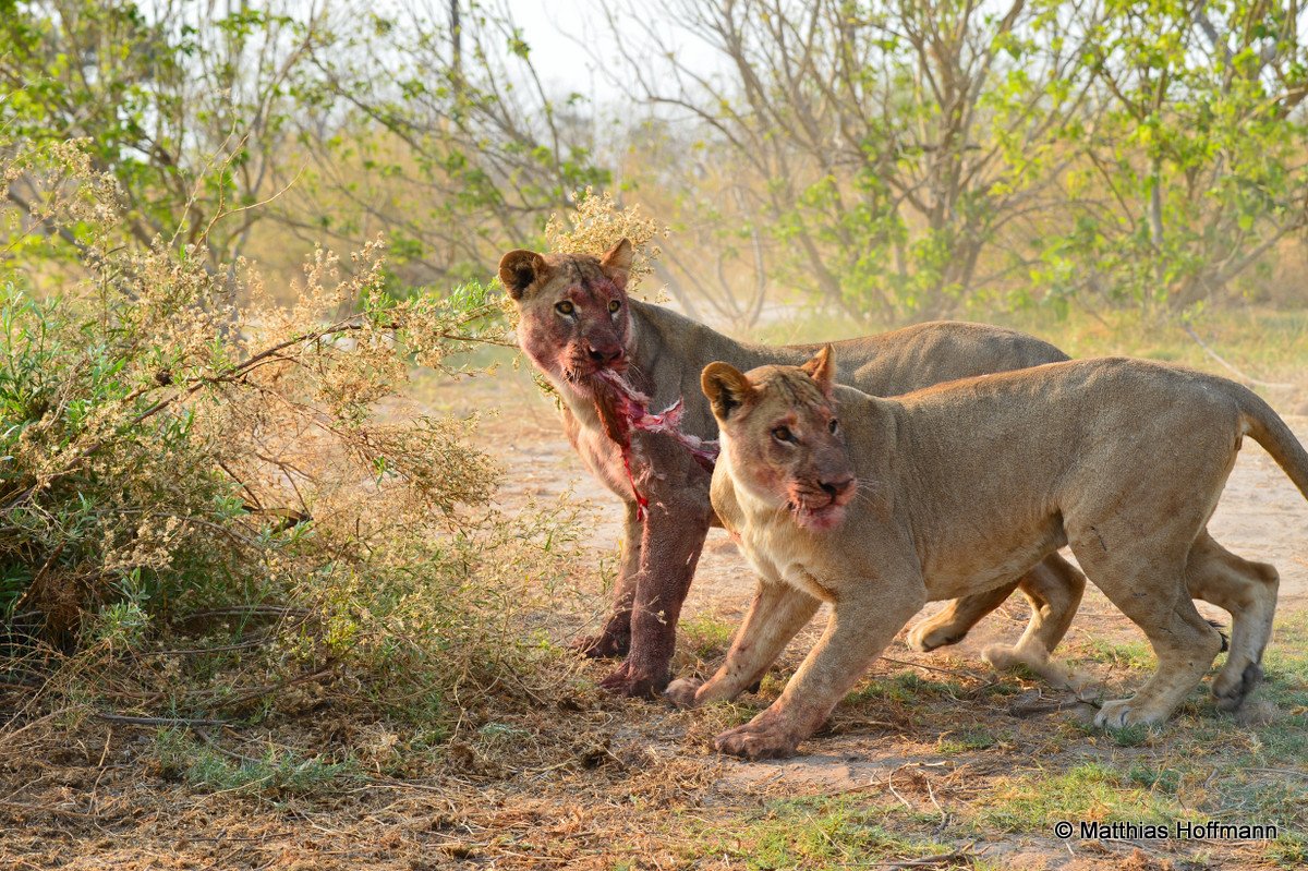 Löwe | Lion | Linyanti | Botswana