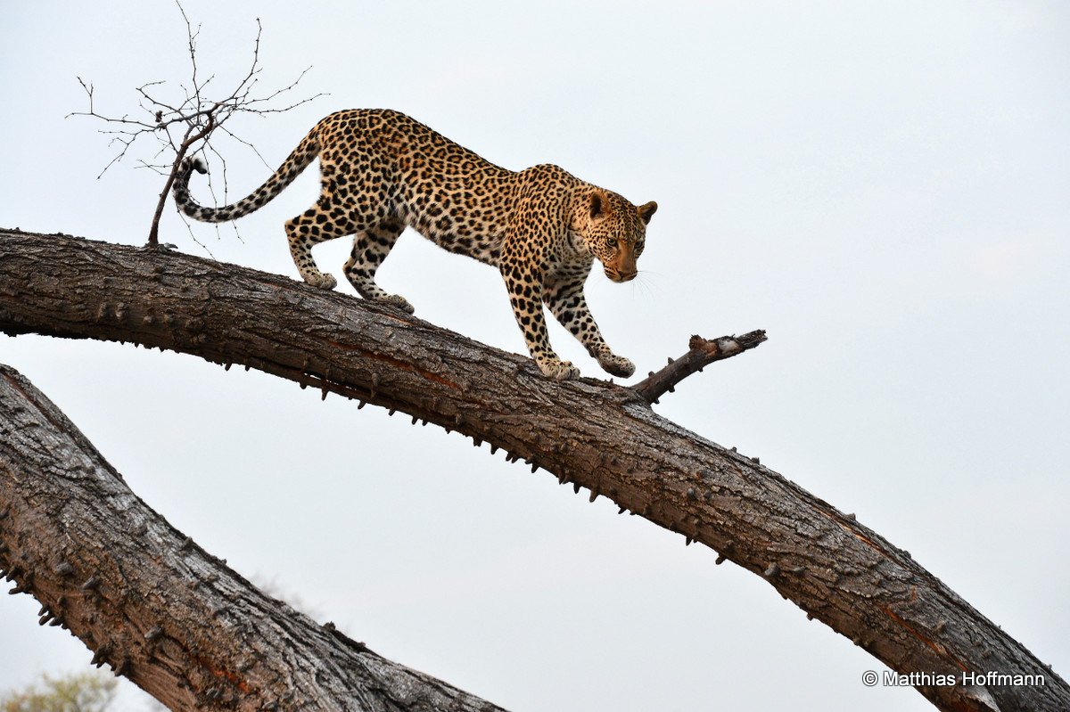 Leopard | Linyanti | Botswana