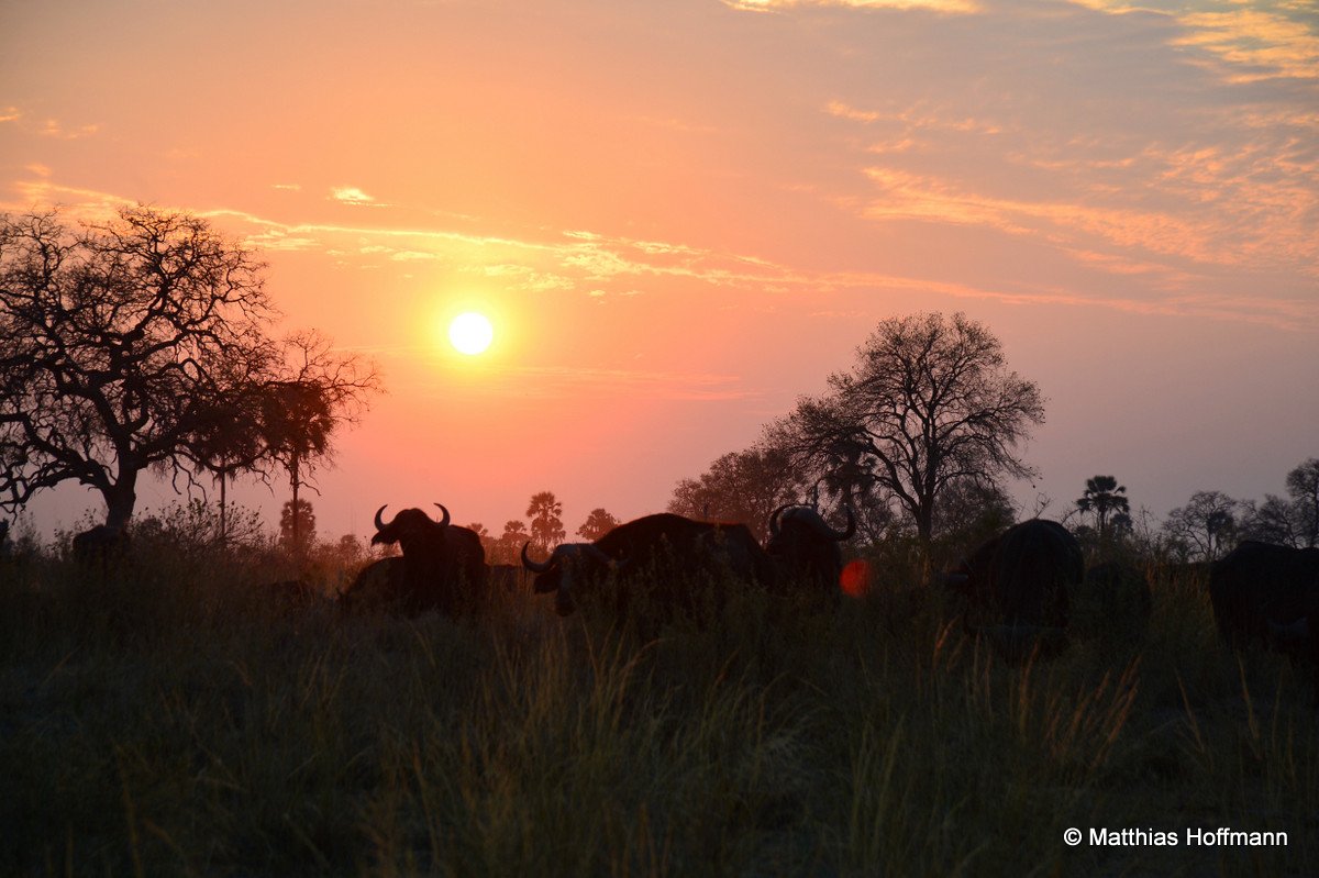 Kaffernbüffel | Cape Buffalo | Linyanti | Botswana