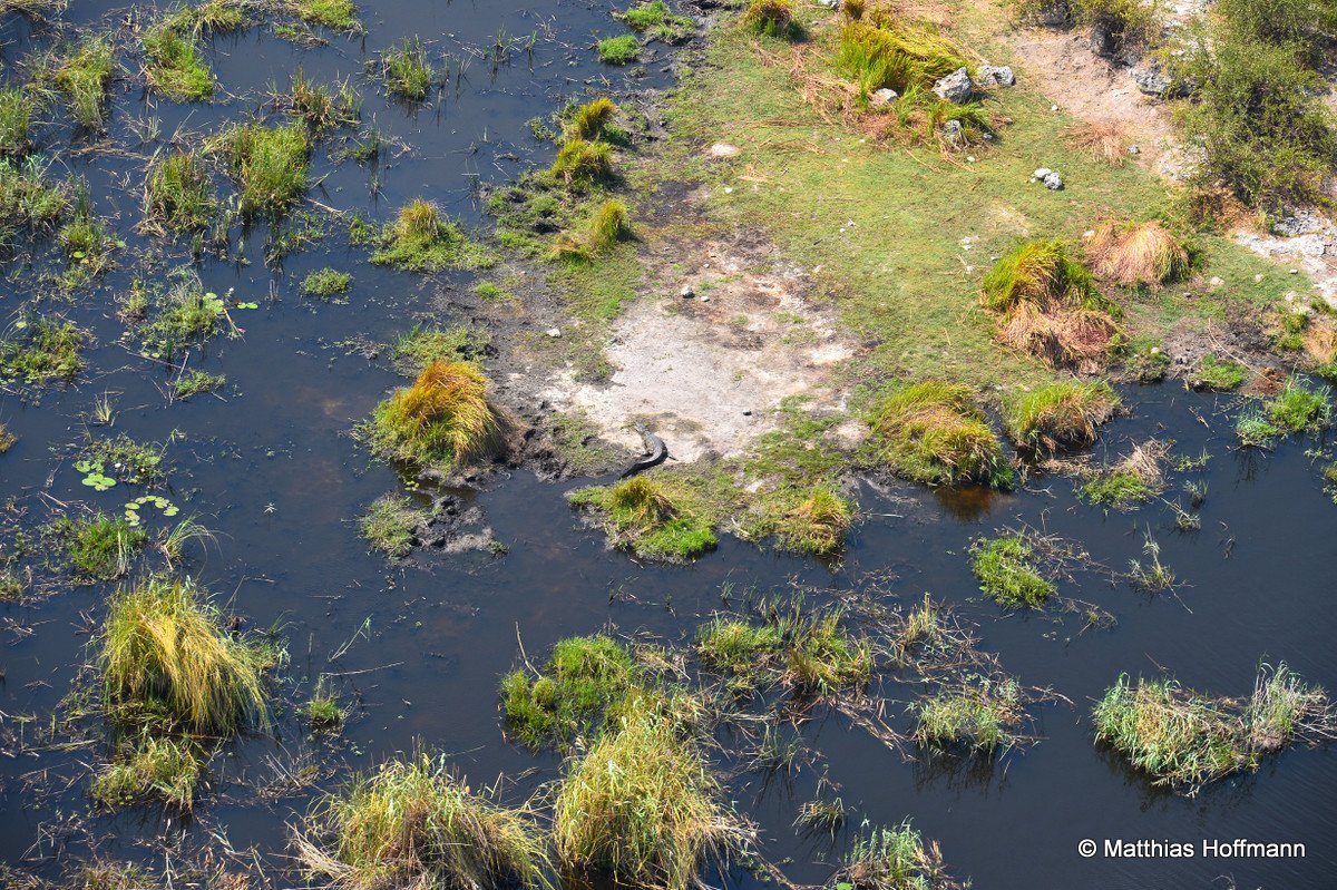 Krokodil | Crocodile | Linyanti | Botswana