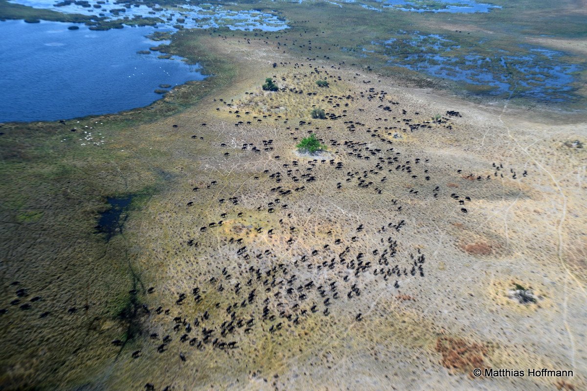 Kaffernbüffel | Cape Buffalo | Linyanti | Botswana