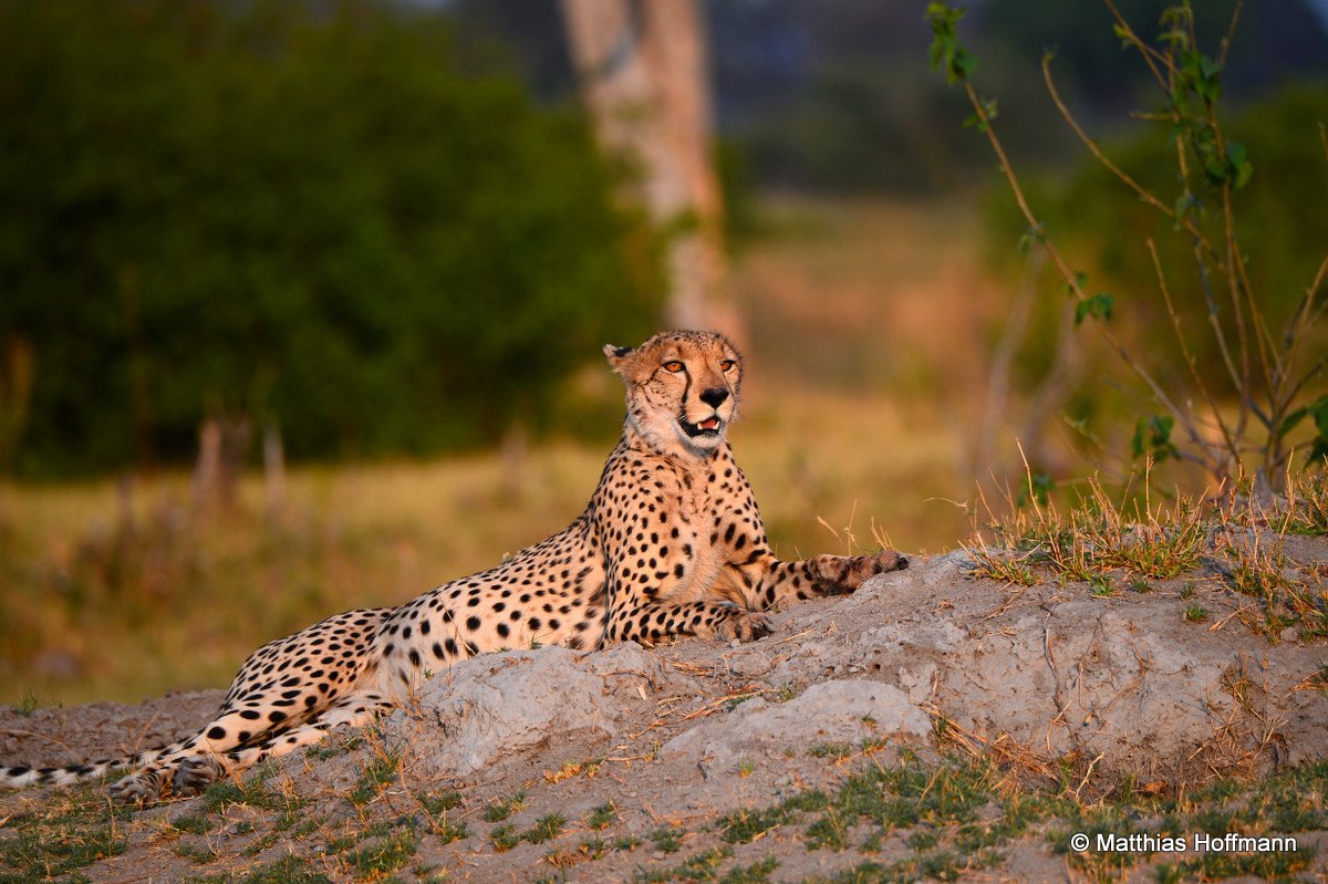Gepard | Cheetah | Cape Buffalo | Linyanti | Botswana