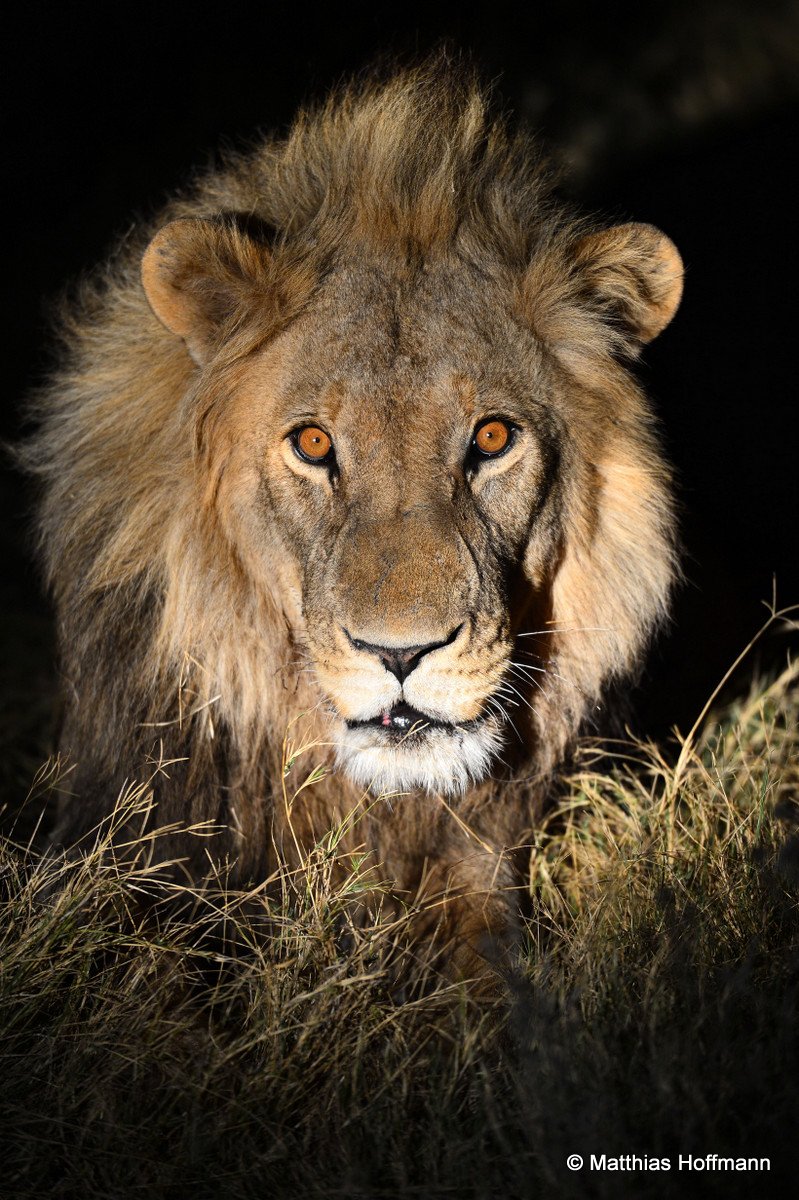 Löwe| Lion | Linyanti | Botswana