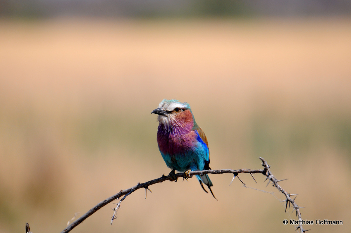 Botswana