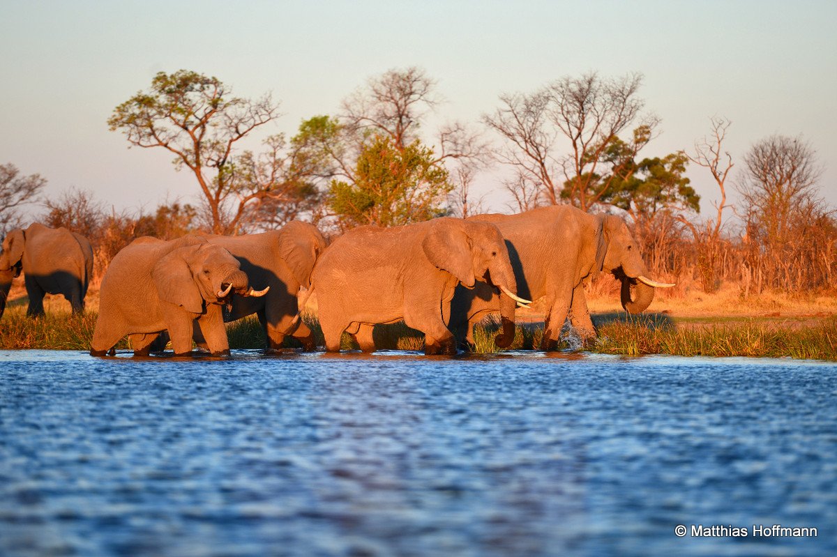Elefant | Elephant | Linyanti | Botswana