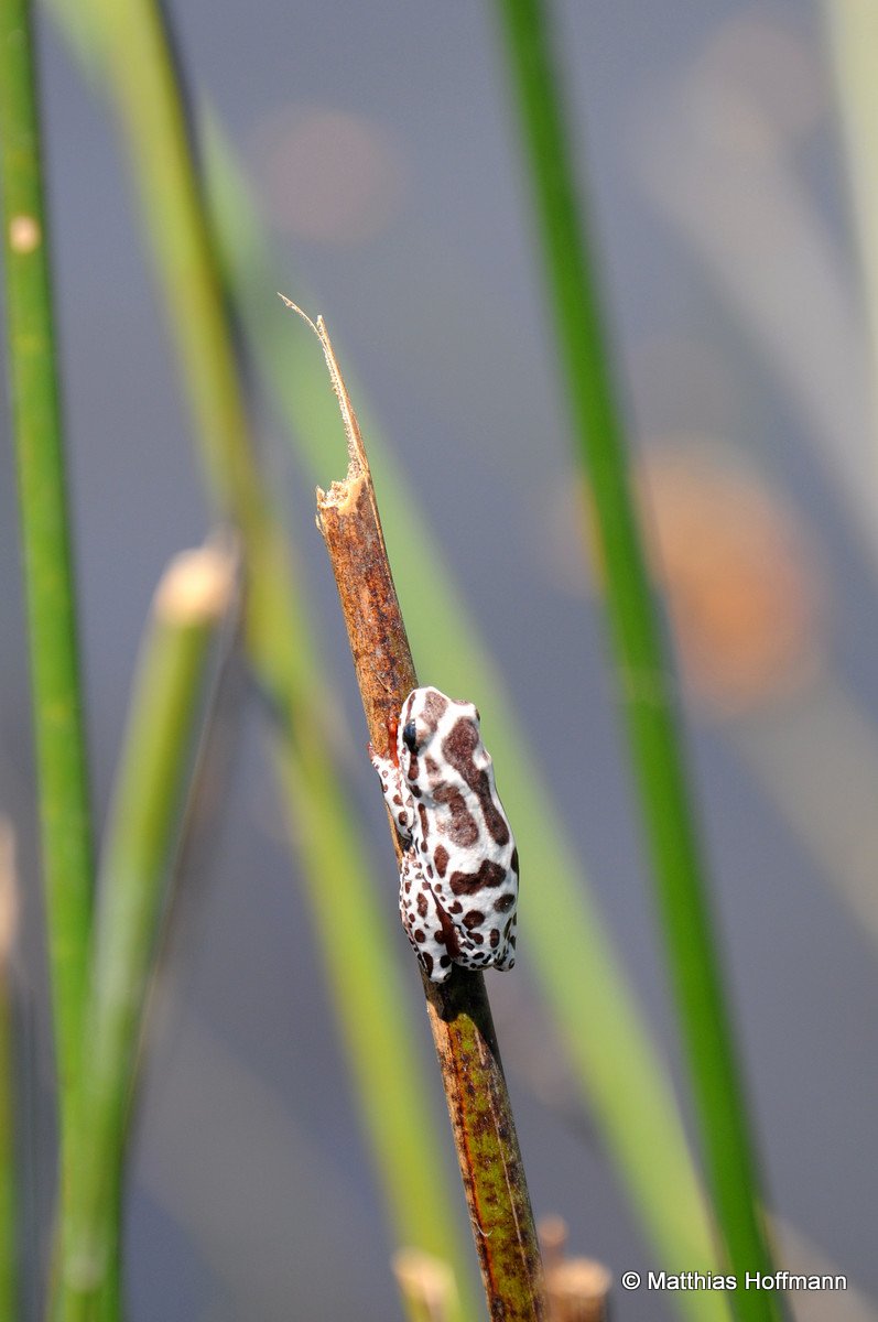 Tiny Reedfrogs | Linyanti | Botswana