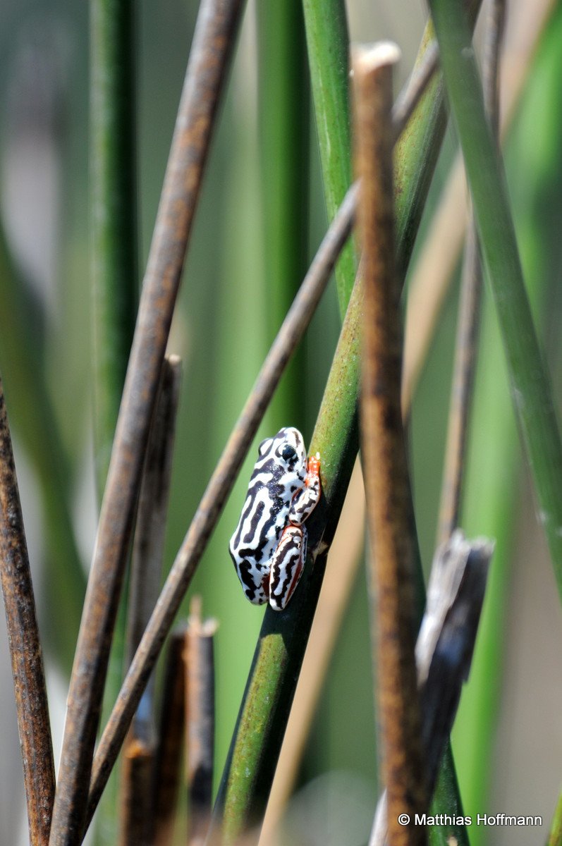 Tiny Reedfrogs | Linyanti | Botswana