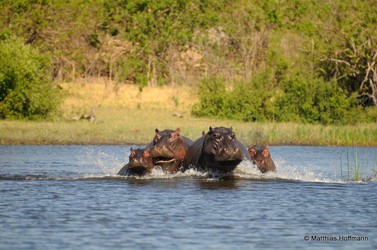 Flußpferd | Hippopotamus | Linyanti | Botswana