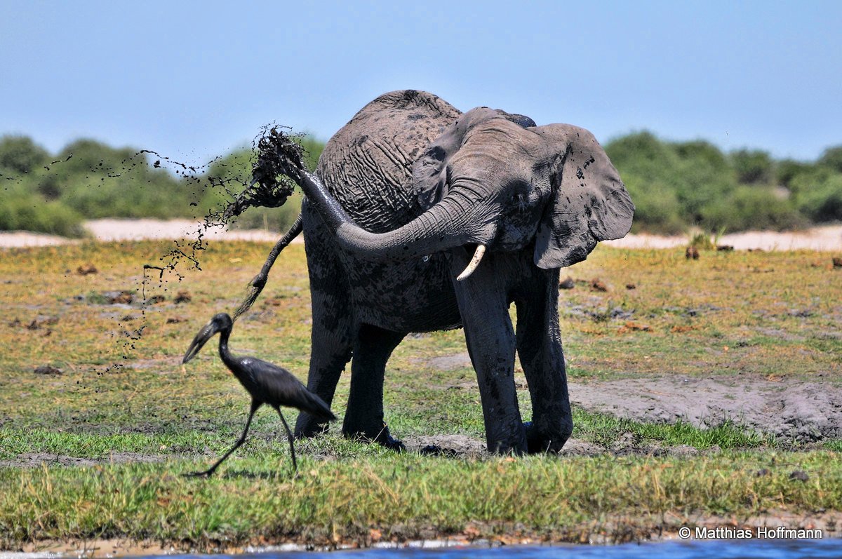 Elefant | Elephant | Chobe | Namibia