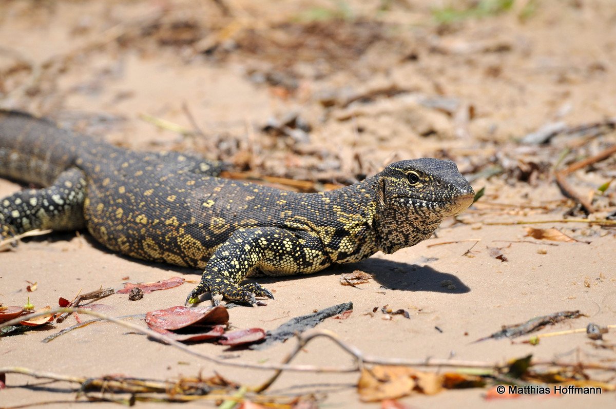 Waran | Monitor lizard | Chobe | Namibia