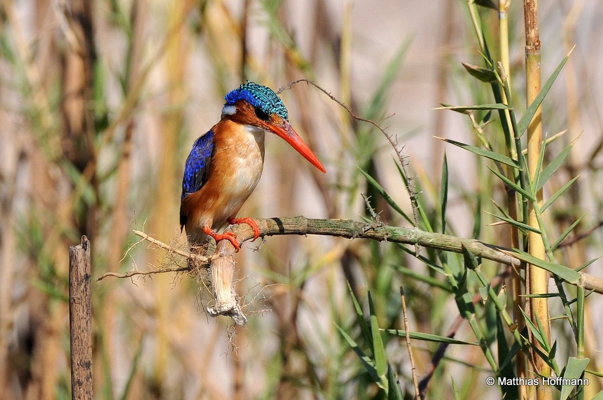 Haubenzwergfischer | Malachite kingfisher | Chobe | Namibia