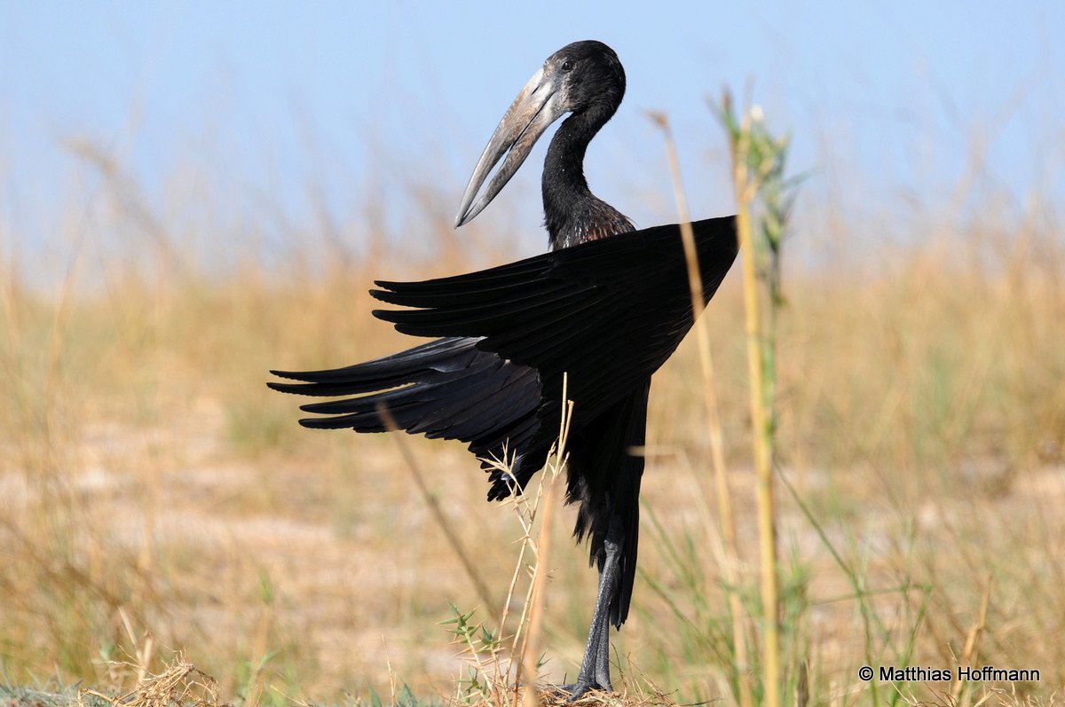 Mohrenklaffschnabel | Open-billed Stork | Chobe | Namibia