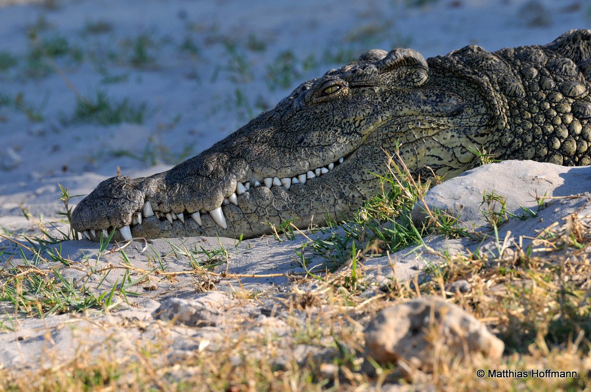 Krokodil | Crocodile | Chobe | Namibia