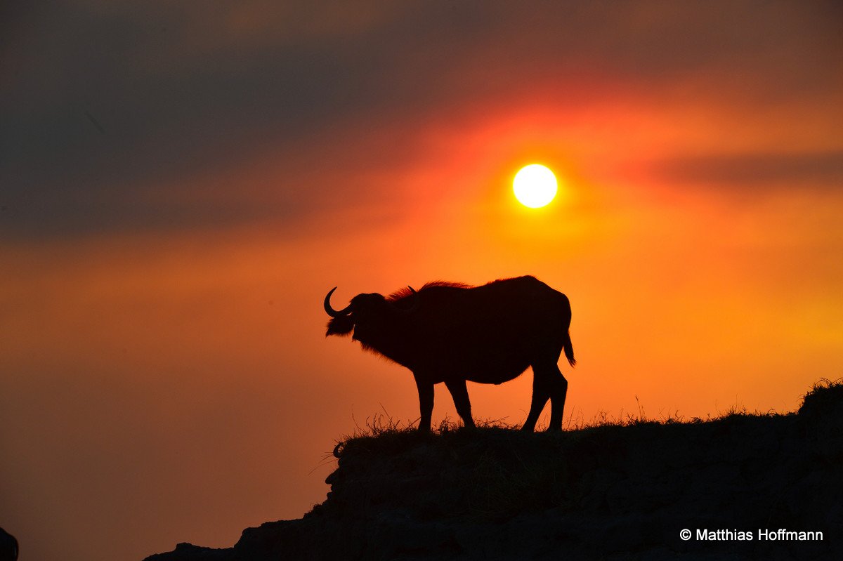 Kaffernbüffel | Cape Buffalo | Chobe | Namibia