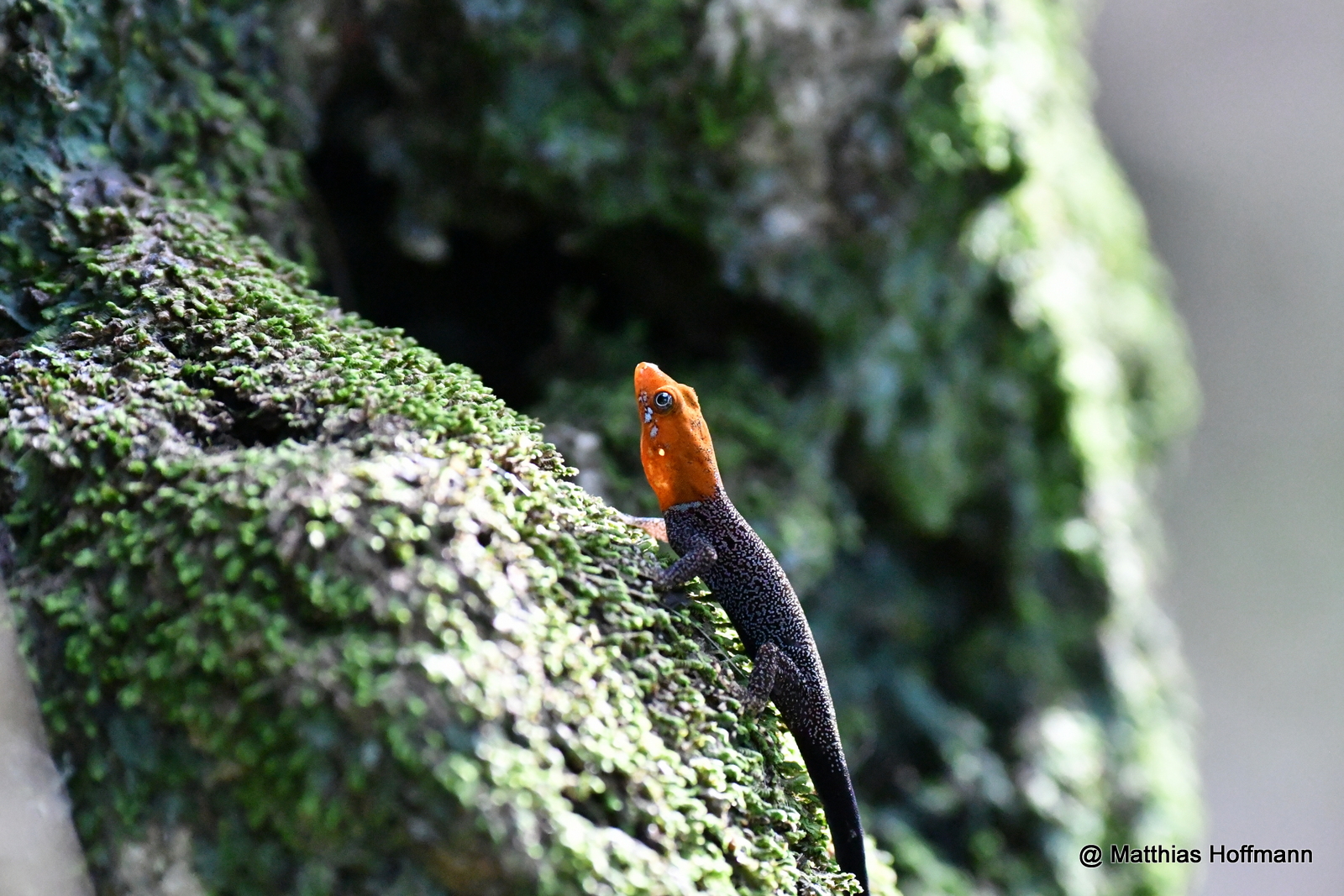 Kleiner Gelbkopfgecko | Yellow-headed Dwarfgecko | Cahuita Natianal Park | Costa Rica