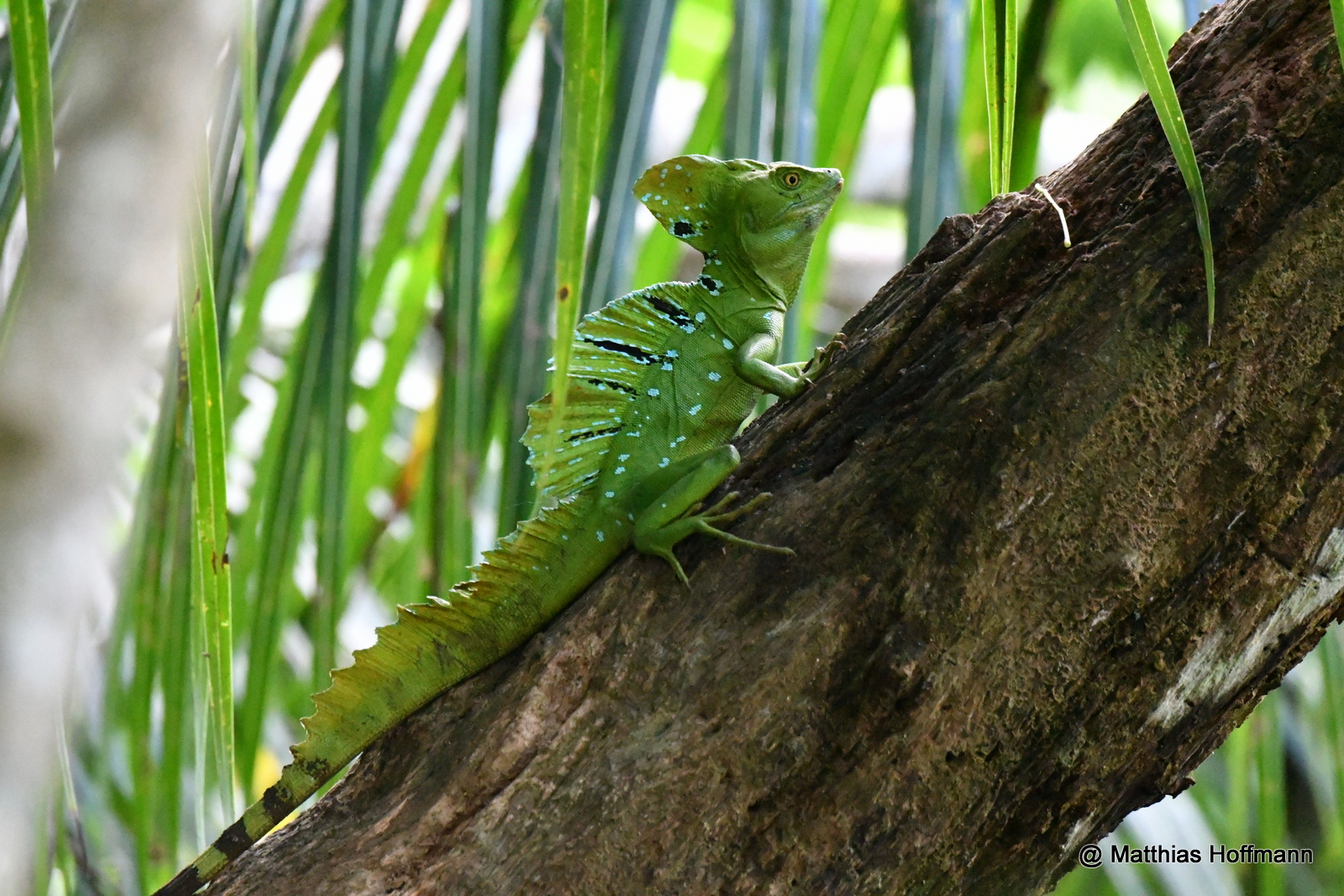 Stirnlappenbasilisk | Emerald Basilisk | Cahuita Natianal Park | Costa Rica