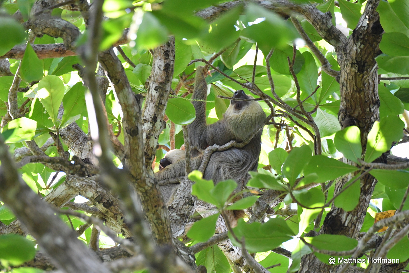 Dreifinger-Faultiere | Three-toed sloth | Cahuita Natianal Park | Costa Rica