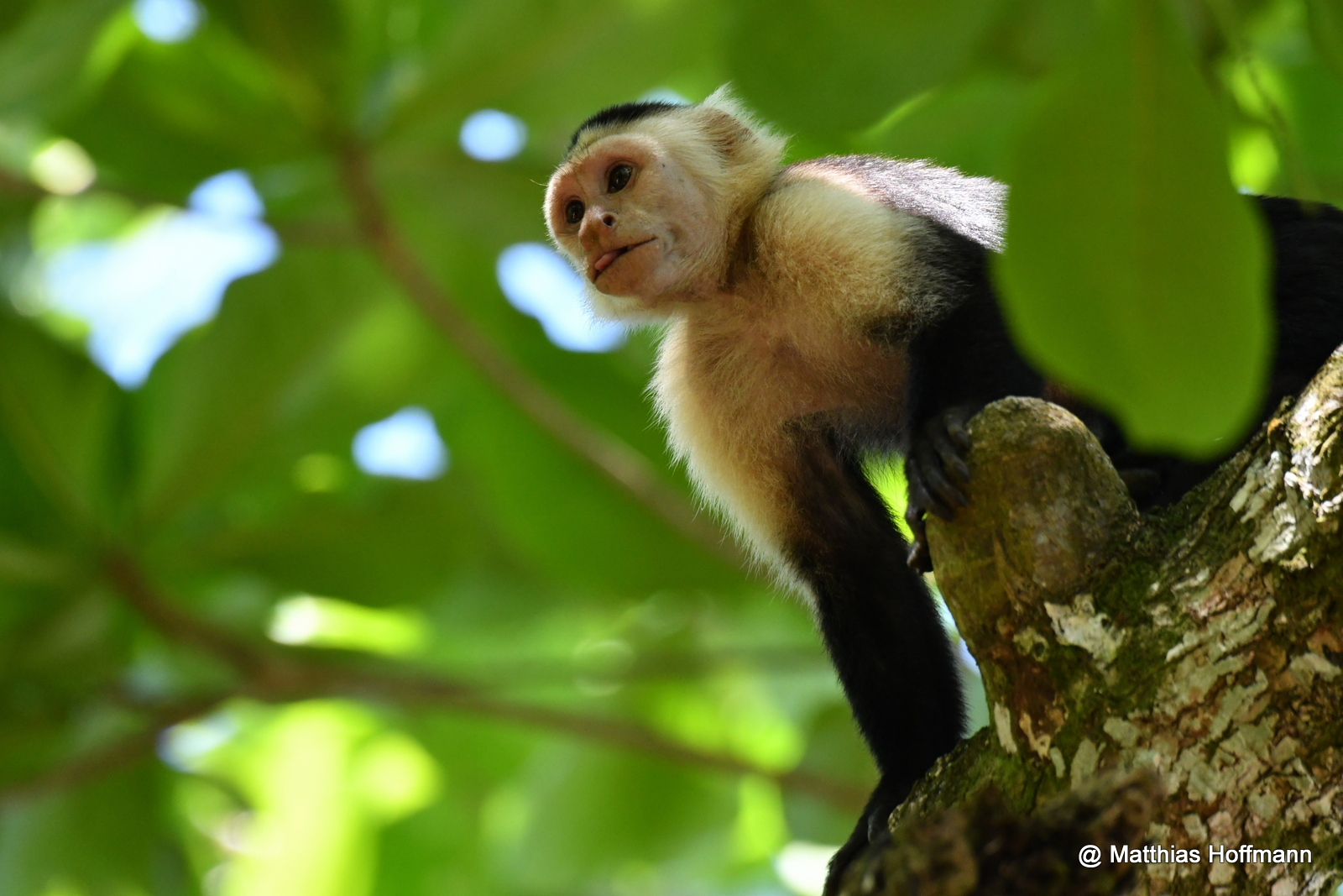 Weißschulter-Kapuzineraffe  | Colombian white-faced capuchin | Cahuita Natianal Park | Costa Rica