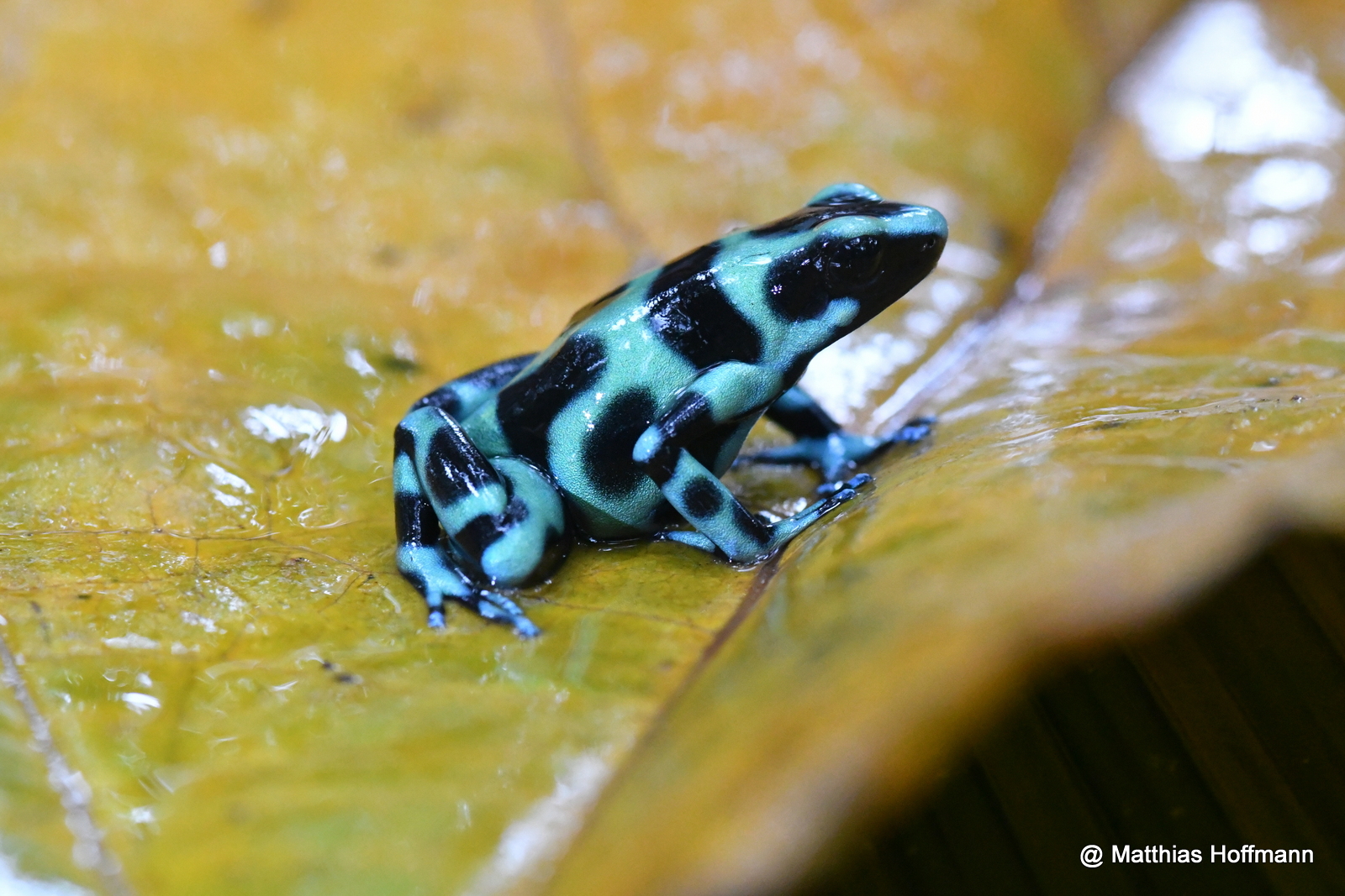 Goldbaumsteiger | Green & Black Poison Frog | Costa Rica