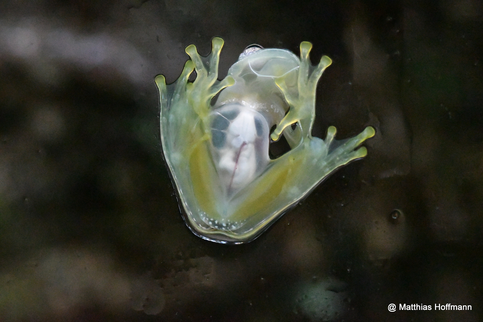 Glasfrosch | Glass Frog | Costa Rica