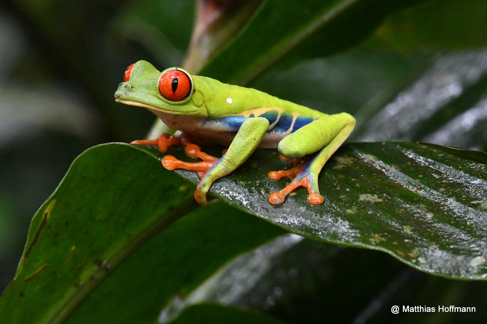 Rotaugenlaubfrosch | Red-eyed Leaf Frog | Costa Rica
