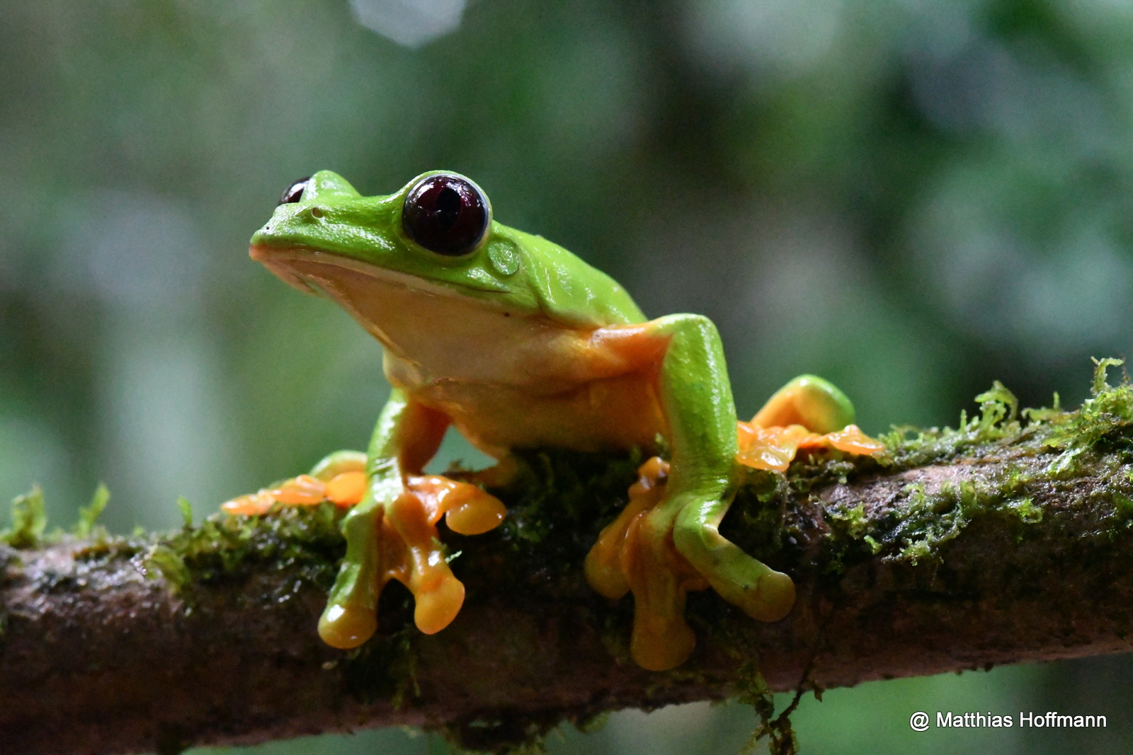 Dunkeläugiger Blattfrosch | Dark-eyed Leaf Frog | Costa Rica