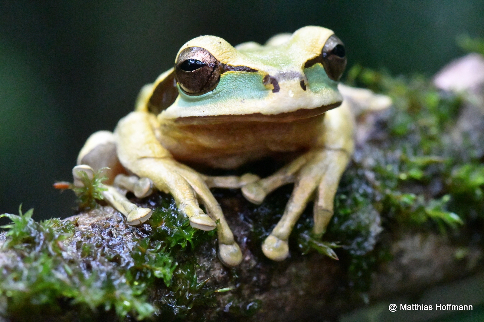 Rainforest Frog | Costa Rica