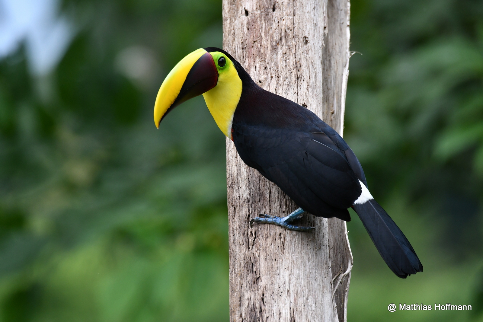 Goldkehltukan | Black-mandibled Toucan | Costa Rica