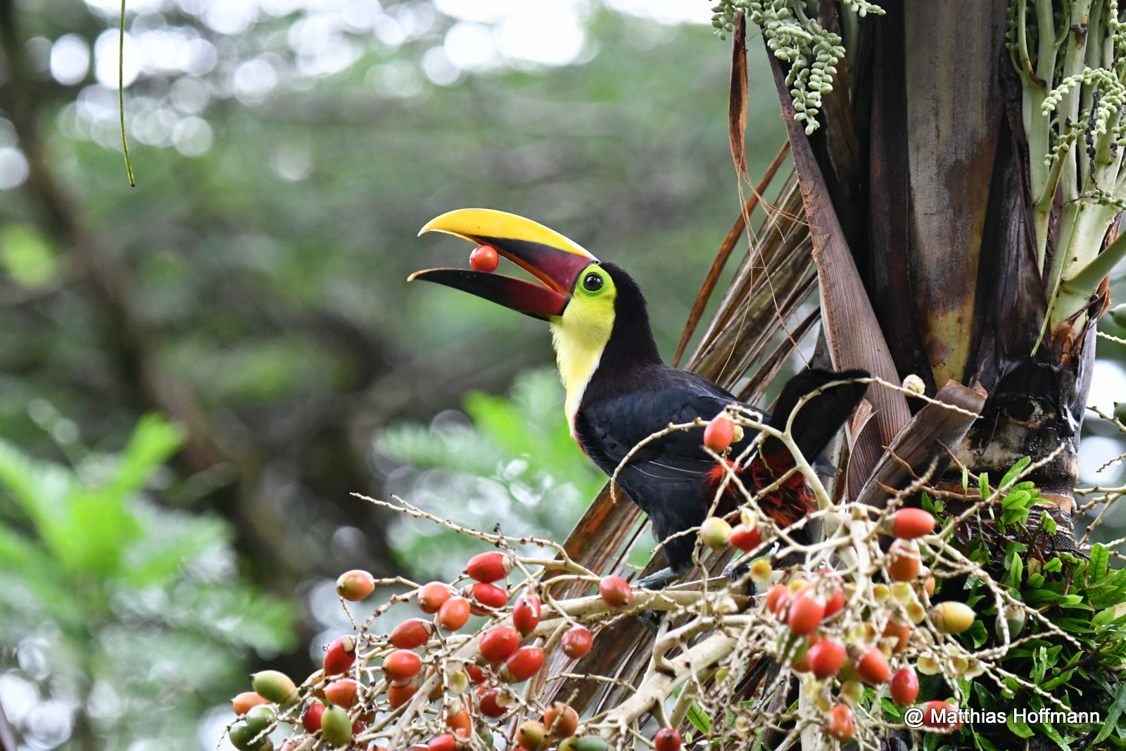 Goldkehltukan | Black-mandibled Toucan | Costa Rica